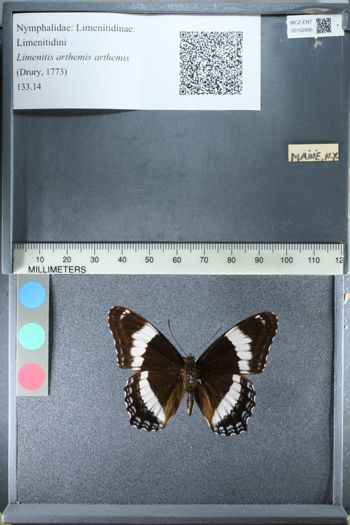 Media type: image;   Entomology 152990